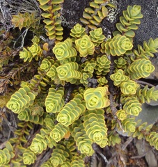 Veronica buchananii