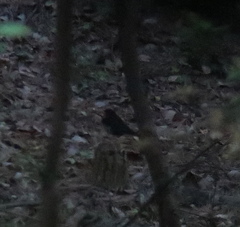 Turdus cardis