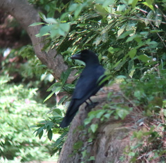 Corvus macrorhynchos