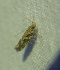 Aristotelia ivae