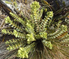 Veronica buchananii