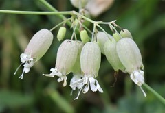 Silene vulgaris
