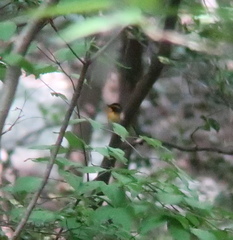 Ficedula mugimaki