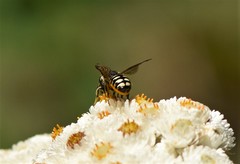 Dianthidium subparvum