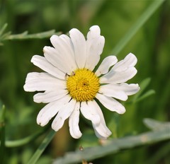Leucanthemum vulgare