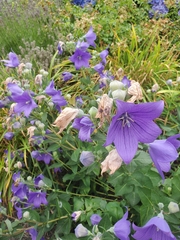 Platycodon