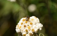 Dianthidium subparvum