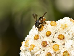 Dianthidium subparvum