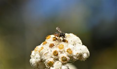 Dianthidium subparvum