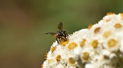 Dianthidium subparvum