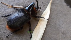 Heterogomphus schoenherri
