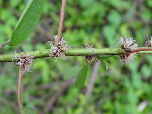 Phenax hirtus