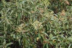 Linochilus tenuifolius