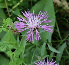 Centaurea stoebe