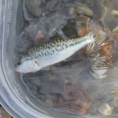 Micropterus punctulatus