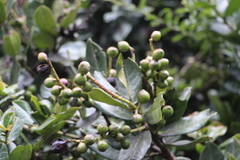 Prunus buxifolia