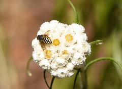 Dianthidium subparvum