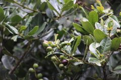 Prunus buxifolia