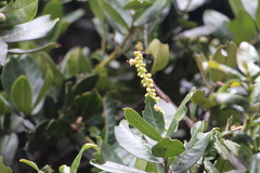 Prunus buxifolia