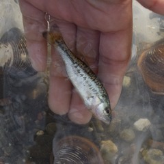 Micropterus punctulatus