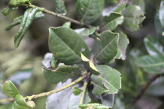Prunus buxifolia