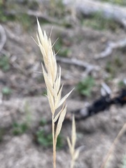 Danthonia intermedia