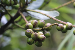 Prunus buxifolia