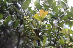 Prunus buxifolia
