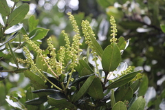 Prunus buxifolia