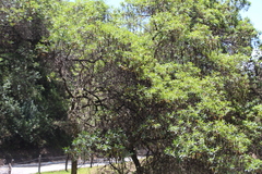 Escallonia pendula