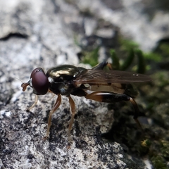 Chalcosyrphus metallicus