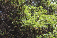 Escallonia pendula