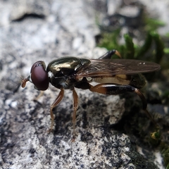 Chalcosyrphus metallicus