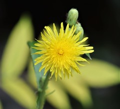 Sonchus arvensis