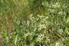 Baccharis trinervis