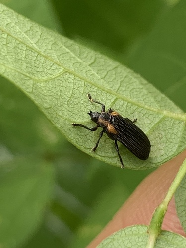 Orange-shouldered Leafminer photo 5