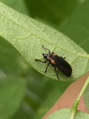 Odontota scapularis