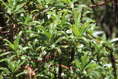 Escallonia pendula