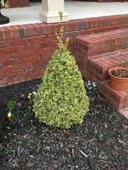 Buxus vahlii