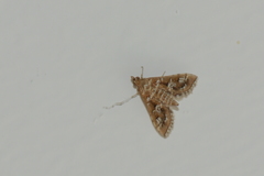 Sameodes