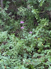 Phlox stolonifera