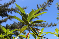 Escallonia pendula