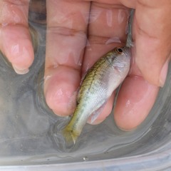 Micropterus punctulatus