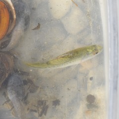 Micropterus punctulatus