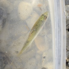 Micropterus punctulatus