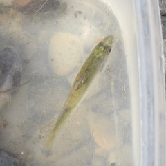 Micropterus punctulatus