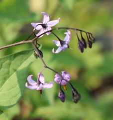 Solanum dulcamara