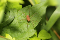 Leiobunum ventricosum