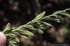 Erigeron breweri breweri