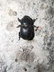 Archophileurus cribrosus